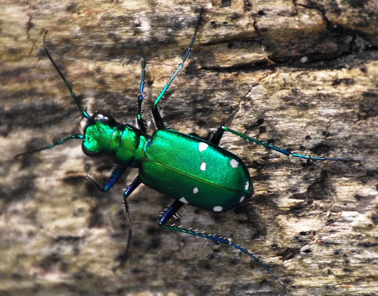 Tiger Beetles Archives - Page 4 of 9 - What's That Bug?