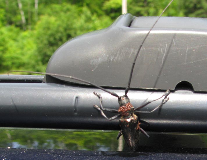 White Spotted Sawyer Beetle Bite Poisonous or Harmless? What's That Bug?