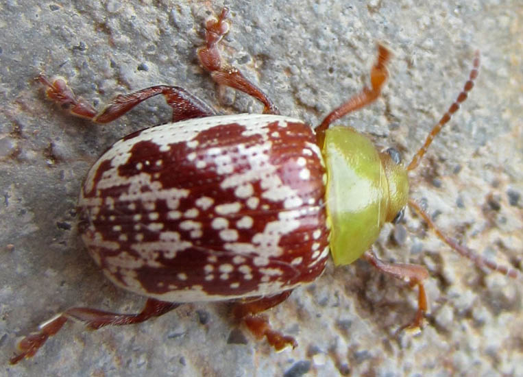 Sumac Flea Beetle What's That Bug?