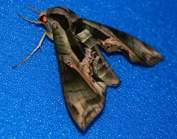 Pandorus Sphinx What s That Bug 