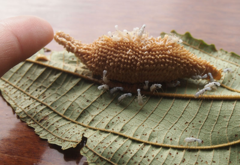 Hatching Eggs of Peanut Headed Bug in Costa Rica What's That Bug?