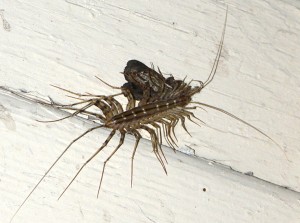 House Centipede Diet: A Quick, Informative Guide to Their Food