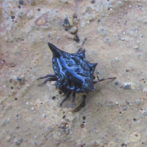 Black Spiny Orbweaver from Puerto Rico What's That Bug?