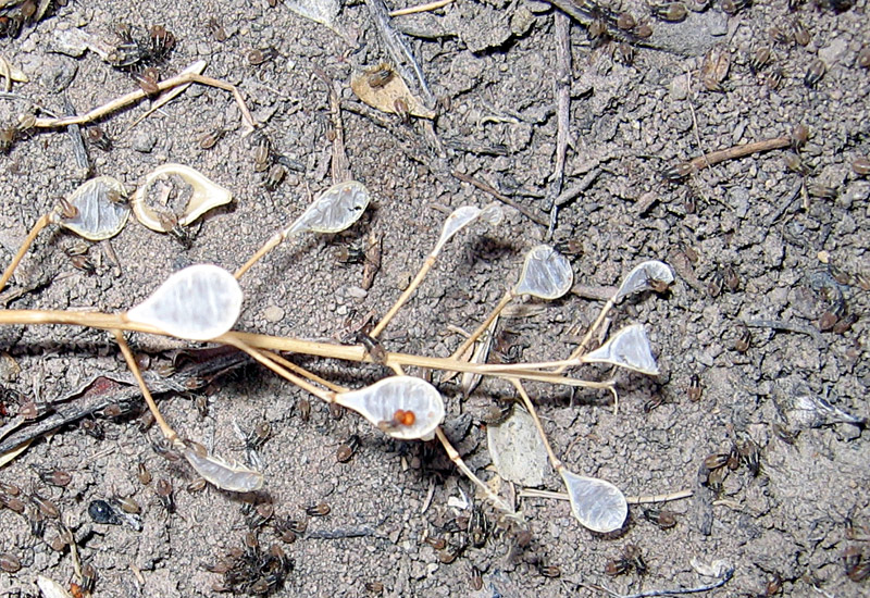 Tiny Bugs in Montana might be Dirt Colored Seed Bugs or False Chinch