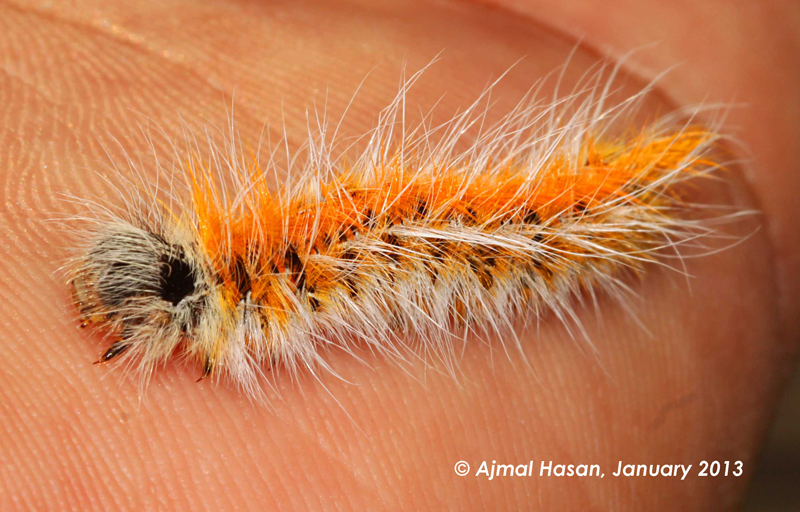 Unknown Caterpillar from United Arab Emirates What's That Bug?