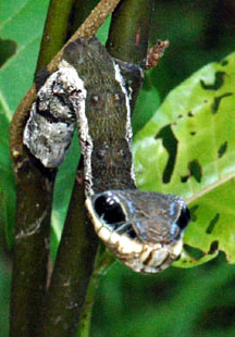 Snake Mimic: Hemeroplanes triptolemus - What's That Bug?