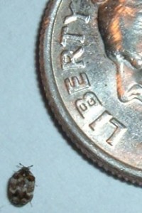 Can Carpet Beetles Fly? Decoding The Myth For Homeowners - What's That Bug?