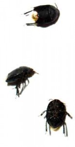 Burrower Bug: An Intriguing Encounter Awaits - What's That Bug?