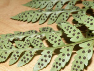Bunch of leaves with black seeds