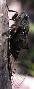 Where Are Cicadas Found? Discovering Their Global Habitats - What's ...