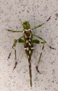 caddisfly_seattle_a