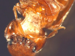 drugstore_beetle_ad Drugstore Beetle Life Cycle