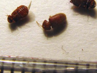 drugstore_beetles_australia_sam Cigarette Beetle Vs. Drugstore Beetle