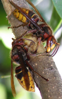 giant hornet hornets