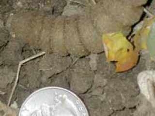 Hornworm with a coin Hornworm with a coin
