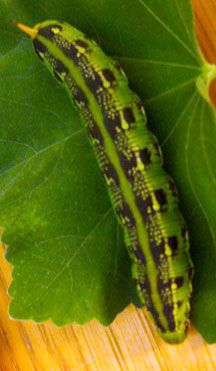 White catipillar White catipillar