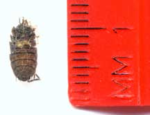 Isopod: All You Need to Know for a Fascinating Discovery - What's That Bug?