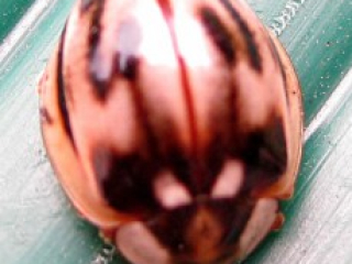 ladybird_myzia_subvittata