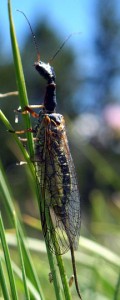 Snakefly - All You Need To Know - What's That Bug?