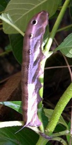 Tesusa Insect Tersa Sphinx Moth: All You Need To Know In A Nutshell - What's That Bug?