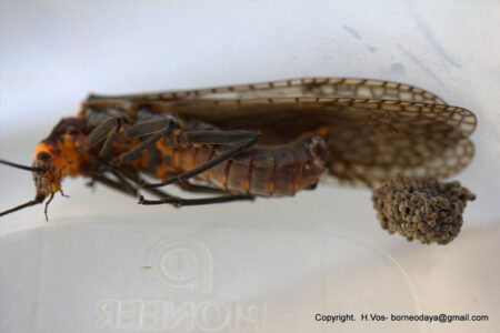 Stormfly Insect Stonefly: All You Need To Know In A Nutshell - What's That Bug?