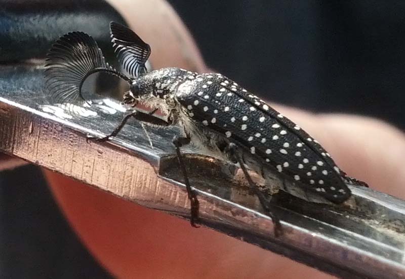 Feather Horned and Cedar Beetles Archives Page 2 of 3 What's That Bug?