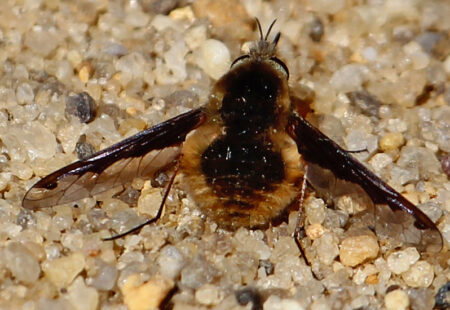 How To Identify And Manage Big Black Bugs That Look Like Bees - What's ...