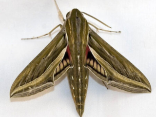 Silver striped hawkmoth