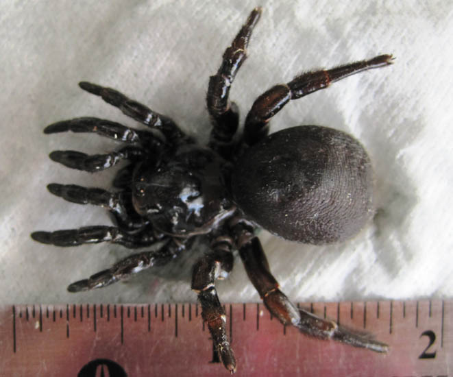 Cork Lid Trapdoor Spider drowned in swimming pool What's That Bug?