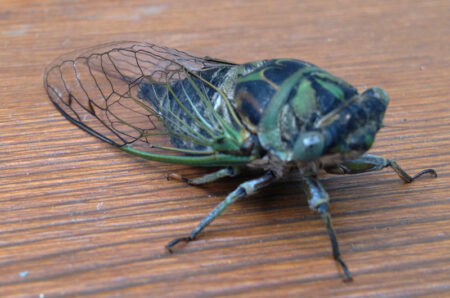 Where Are Cicadas Found? Discovering Their Global Habitats - What's ...