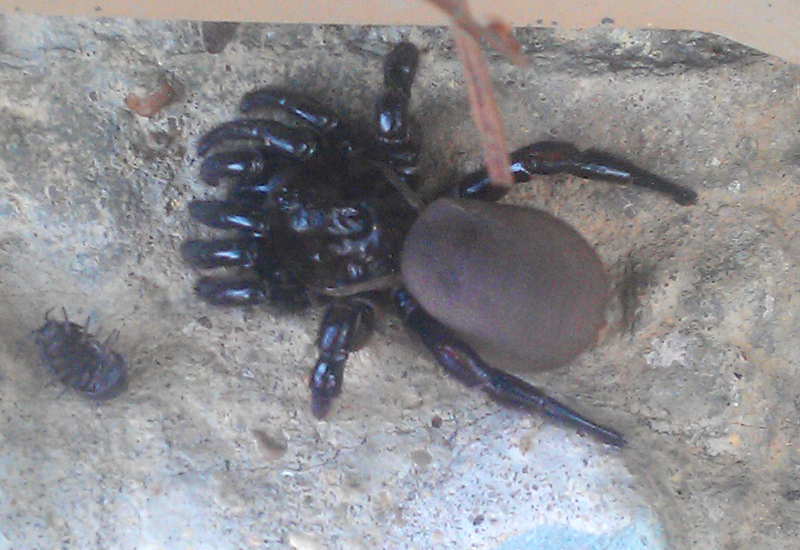 CorkLid Trapdoor Spider What's That Bug?