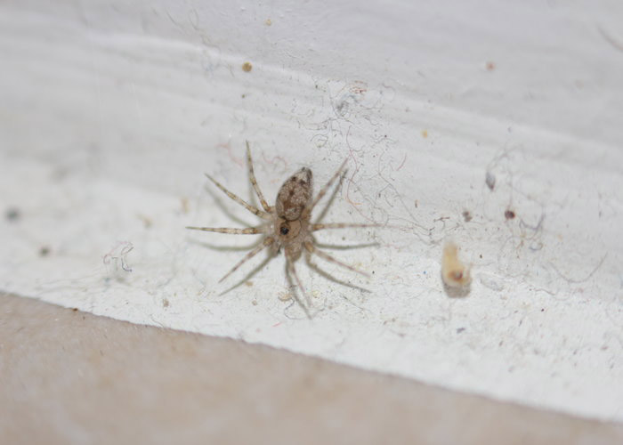 Wall Spider. Сон паук дома