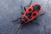 Are Firebugs Dangerous? Why Do These Red Bugs Congregate In Large ...