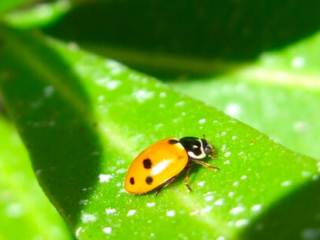 7_spotted_lady_beetle_portugal