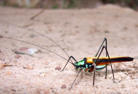Simplified Katydid: Your Quick Handbook For Essential Knowledge - What ...