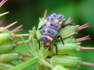 ladybird_larva_portugal