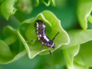 ladybird_larva_portugal_2