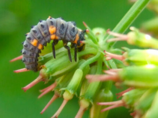 ladybird_larva_portugal_3