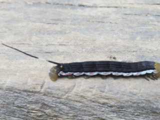 Hornworm on a wooden log