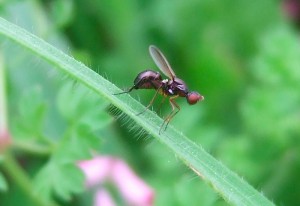Black Scavenger Fly