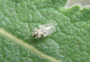 Lace Bug