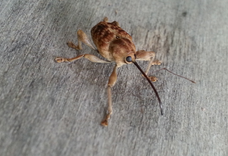 Acorn Weevil  NC State Extension Publications