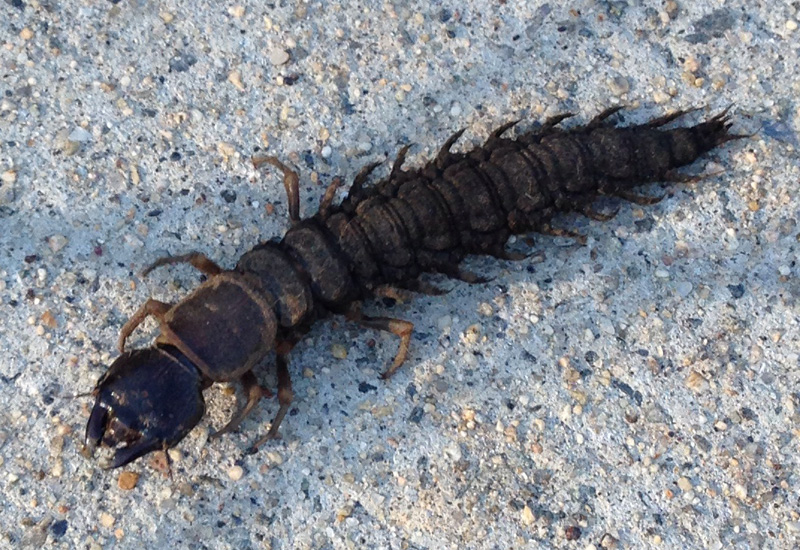 Dobsonfly adults are all bark and no bite