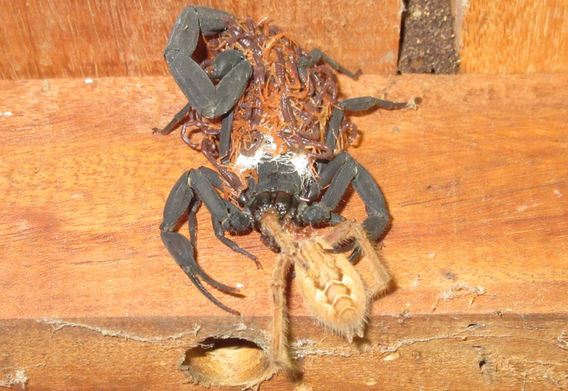 What eats wolf spiders?