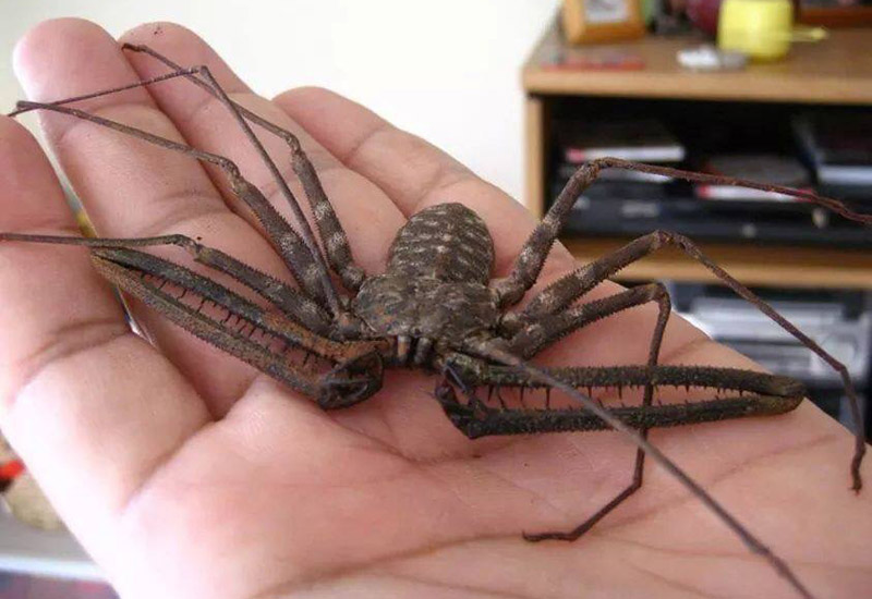 Hoax or Not??? Tailless Whipscorpion allegedly found in Michigan - What