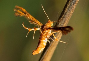 T Shape Bug Exploring The T-Shaped Bug: A Quick Guide To Identification - What's ...