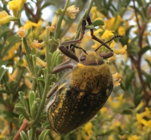 Ehrenbergi's Jewel Beetle