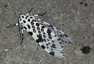 Giant Leopard Moth: Essential Facts And Fascinating Insights - What's ...
