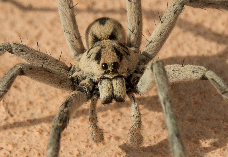Wolf Spider Hogna coloradensis What's That Bug?