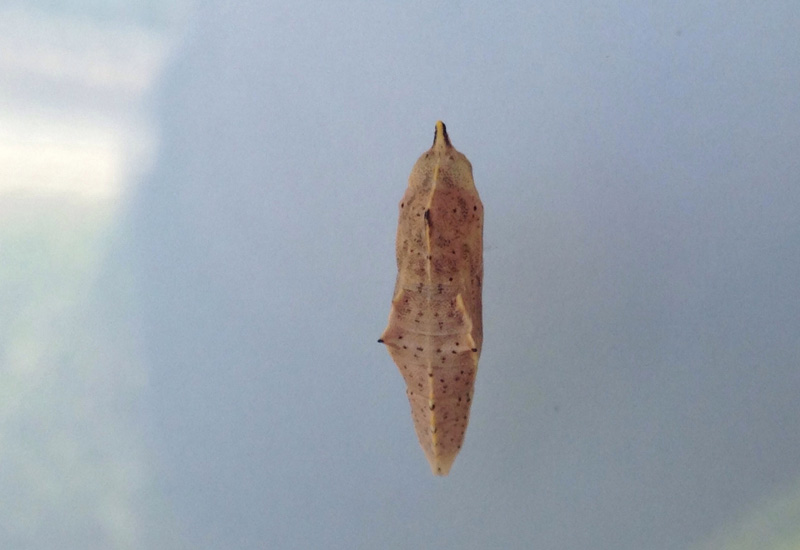 Cabbage White Chrysalis What's That Bug?